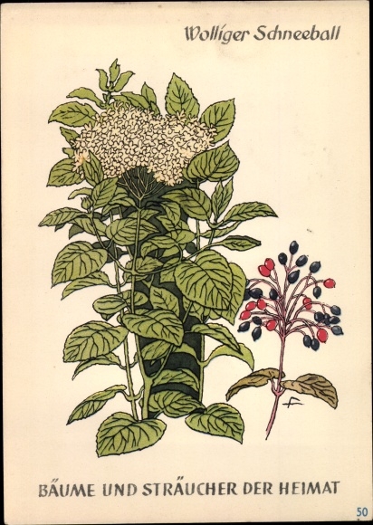 Postcard woolly snowball, trees and shrubs of the homeland, DJH youth hostel pennies