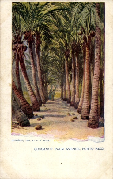 Postcard Puerto Rico, Cocoanut Palm Avenue