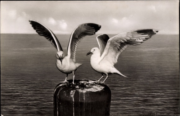 PC Baltrum, seagulls on the facility