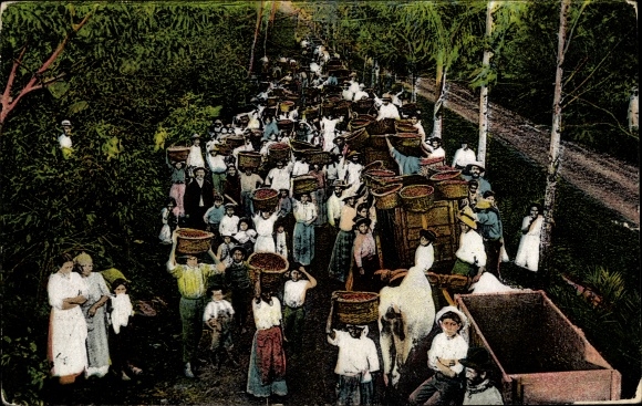 Ak Sabana Costa Rica, Carrying Coffee