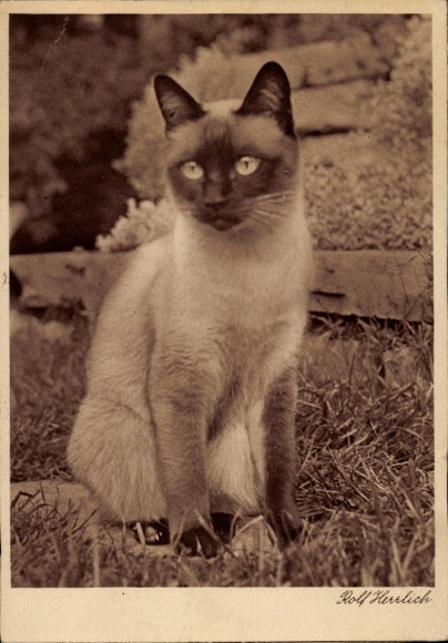 Postcard cat, Siamese cat, animal portrait