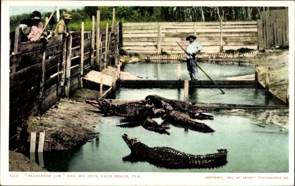 Postcard Palm Beach Florida USA, Alligator Joe and his pets