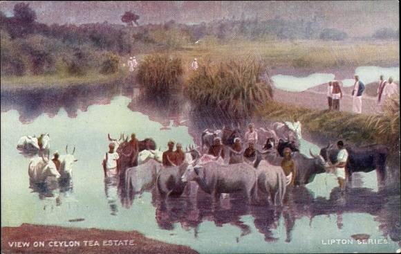 Postcard Ceylon Sri Lanka, View on Ceylon Tea Estate, Lipton
