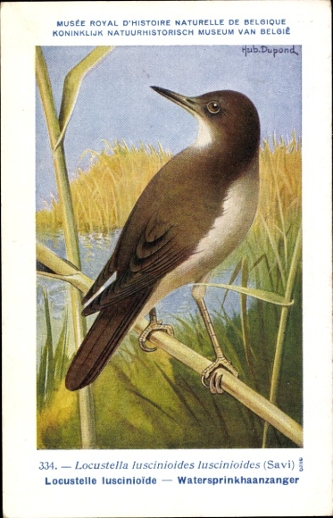 Künstler Ak Dupond, Hub., Locustelle luscinioide, Watersprinkhaanzanger, Nr 334