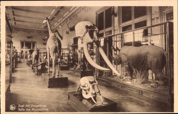 KP Tervuren Tervueren Brabancja Flamandzka Flandria, Muzeum Zoologiczne, ssaki, żyrafa, słoń
