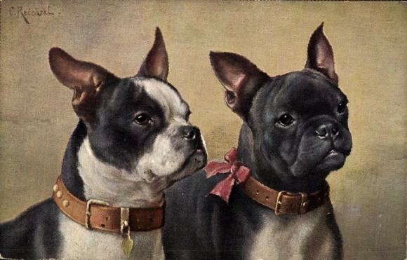 Künstler Ak Reichert, C., Zwei Französische Bulldoggen