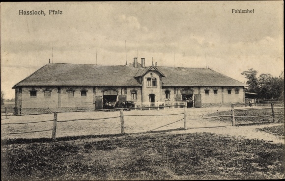Ak Haßloch in de wijk Bad Dürkheim, Fohlenhof, stallen