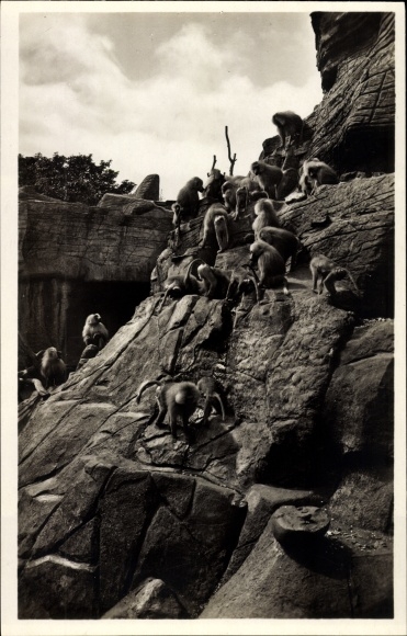 PC Hamburg Eimsbüttel Stellingen, Carl Hagenbeck&#39;s zoo, monkey rock, hamadry baboons