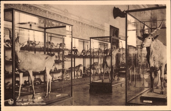 KP Tervuren Tervueren Brabancja Flamandzka Flandria, Muzeum Zoologiczne, pluszaki, gablota