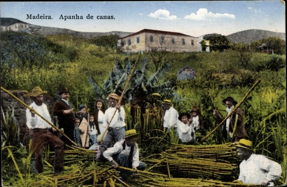 KP Madeira Portugalia, Apanha de Canas, miejscowi pracujący w polu