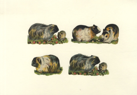 4 wafers guinea pigs, each approx. 4.5 x 9 cm