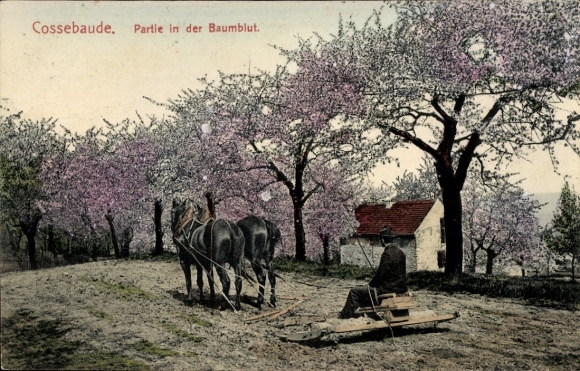 Postcard Dresden Cossebaude, In der Baumblut, Pflug