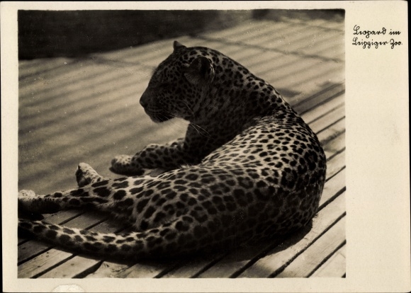 Postcard Leopard in the Leipzig Zoo