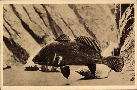 Postcard Monaco, Oceanographic Museum Aquarium, Sea Crow, Corvina