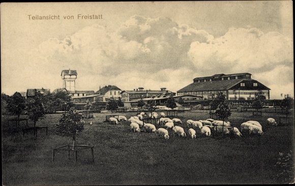 Postcard Freistatt in Lower Saxony, partial view, pig pasture