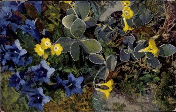 Postcard Nenke and Ostermaier 547 1218, Gentiana acaulis, Primula auricula, photochromia, gentian