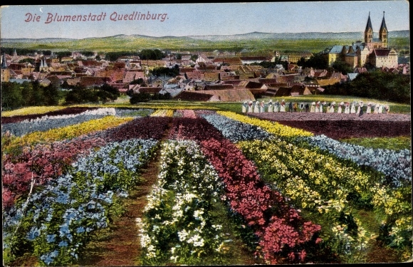 Postcard Quedlinburg im Harz, field of flowers with town