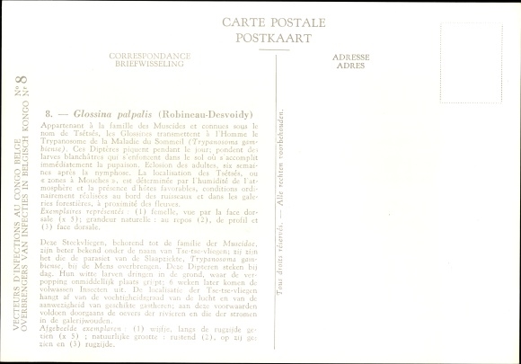 Artist Postcard Devuyst, Glossina palpalis, mosquito