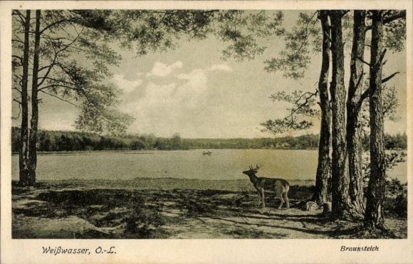 Picture of Weißwasser in Upper Lusatia, landscape with water, row of trees, deer, boat on the water