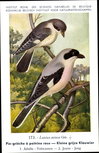 Artist PC Dupond, Hub., Pie grieche a poitrine rose, Kleine grijze Klauwier, Nr 173