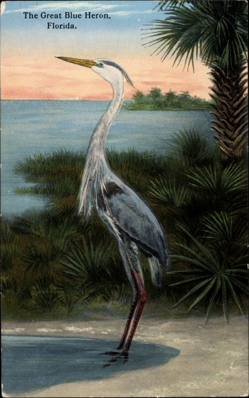 Postcard Florida USA, The Great Blue Heron, Reiher