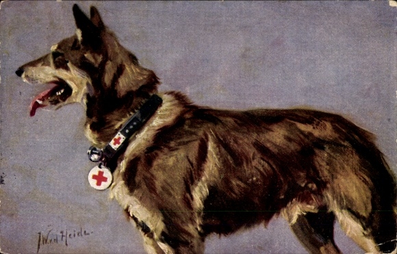 Künstler Ak v. d. Heide, J. W., Sanitätshund, Deutscher Schäferhund