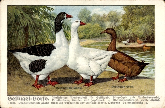 Ak Werbung, Wochenblatt Geflügel-Börse, Pommersche Gänse