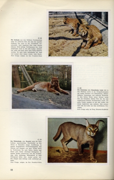 Beautiful cats collecting picture album of Austria Tabakwaren GmbH Munich 1955