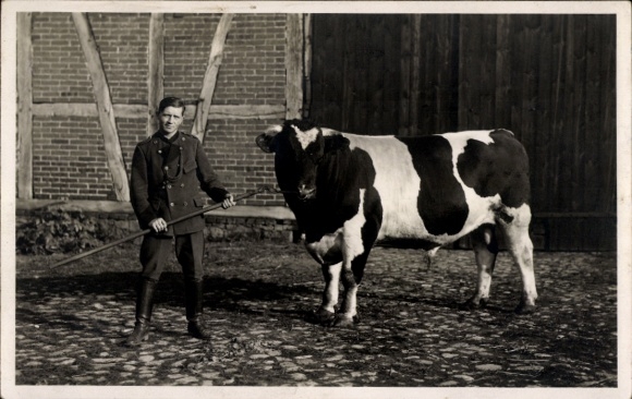 Photo Postcard Perleberg in der Prignitz, head milker, cow