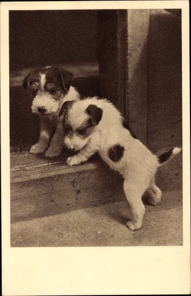 PC Vienna 1. Inner City Austria, animal protection association Vienna and surroundings, schoolyard 6, puppies