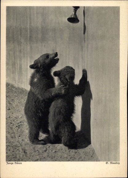 Ak Zoo, junge Bären