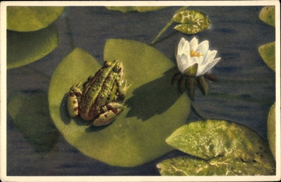 Artist Postcard Frog, White Water Lily