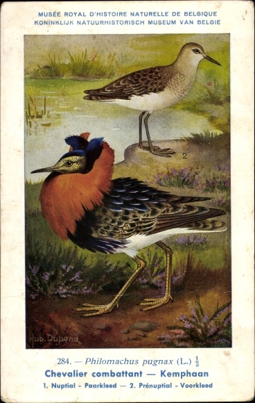 Kunstenaarskaart Dupond. Hub., Gamecock