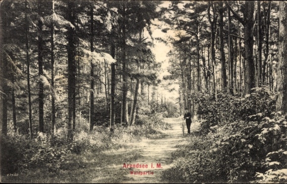 Ak Arendsee in der Altmark, Waldweg, Bäume, Person im Wald, Arendsee 1. M.