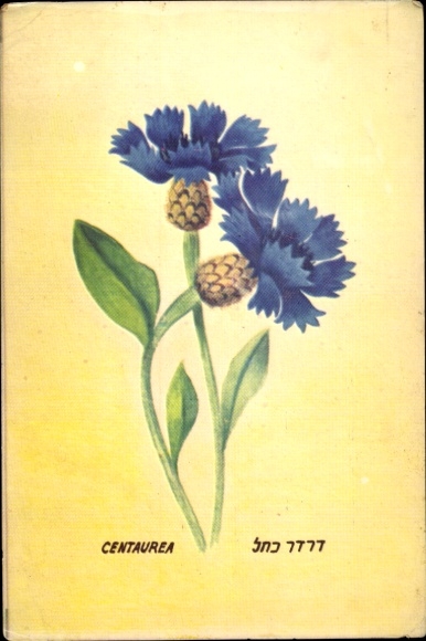 Artist Postcard Cornflower, Centaurea
