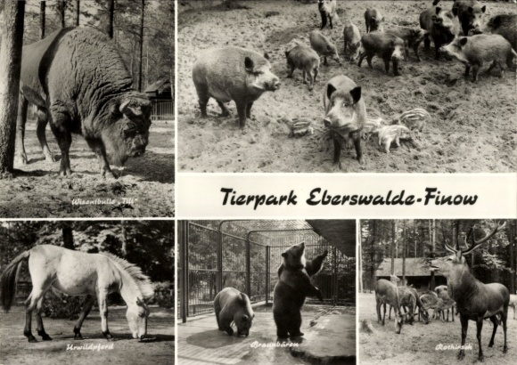 Ak Eberswalde im Barnim, Tierpark, Wildschweine, Wisentbulle, Urwildpferd, Braunbären, Rothirsch