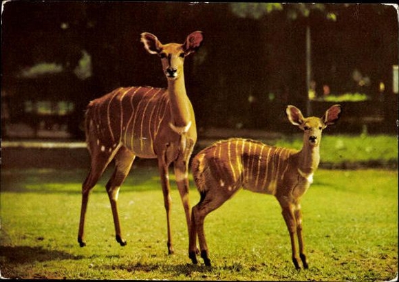 8 old PCs various zoo animals, wild animals, zebra, giraffe, donkey