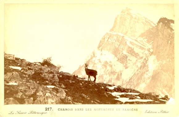 Photo Samoëns Haute Savoie, Chamois in the Montagnes de Samoens