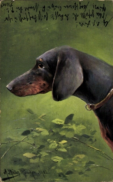 Artist Postcard Müller, A., Dachshund, Dog portrait