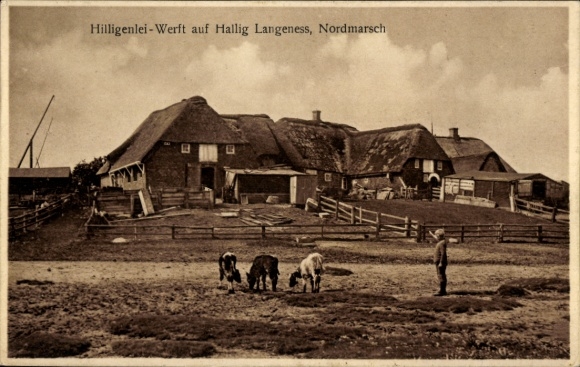 Ak Hallig Langeness Nordmarsch, Hilligenlei Werft, Kühe