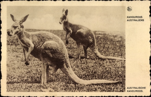 Postcard Australian kangaroo outdoors, advertising Chocolat Martougin