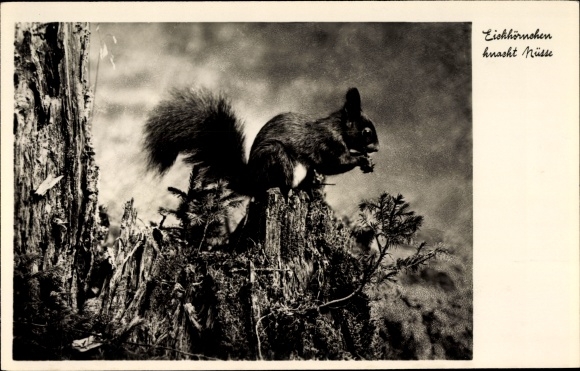 Postcard squirrel cracks nuts