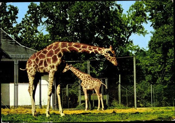 8 old PCs various zoo animals, wild animals, zebra, giraffe, donkey