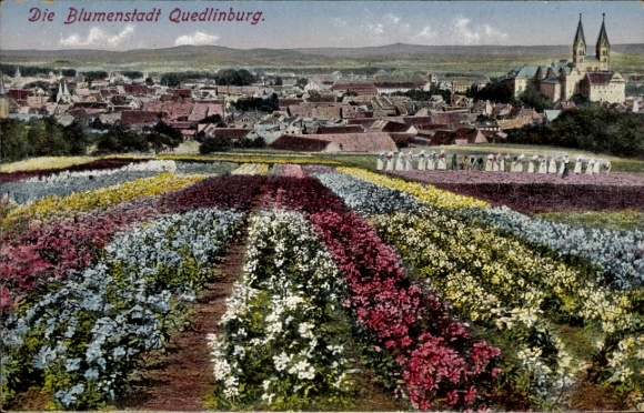 Postcard Quedlinburg in the Harz Mountains, landscape with flower fields, city view, church, people