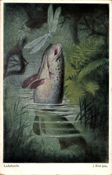 Artist Postcard Rösl, J., salmon trout, dragonfly, Primus 3379