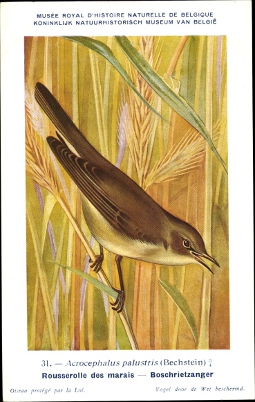 Artist PC Dupond, Hub., Acrocephalus palustris, Marsh Warbler