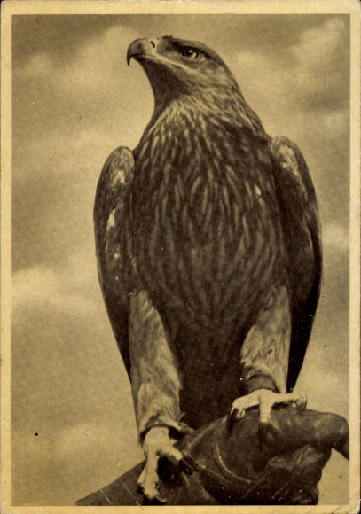 Postcard bird, imperial eagle, animal portrait