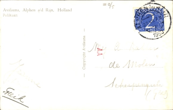 Postcard Alphen aan den Rijn South Holland, bird park, pelicans