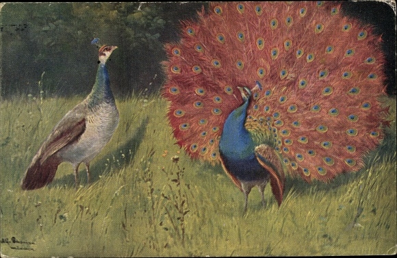 Künstler Ak Schönian, Alfred, Pfauenpaar, radschlagender Pfau, Pfauenhenne