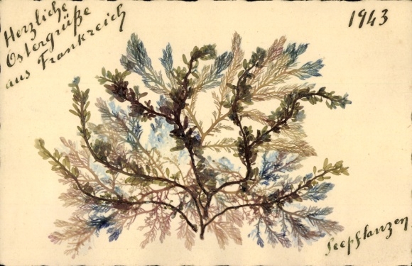 Hand-painted PC Easter greetings, sea plants